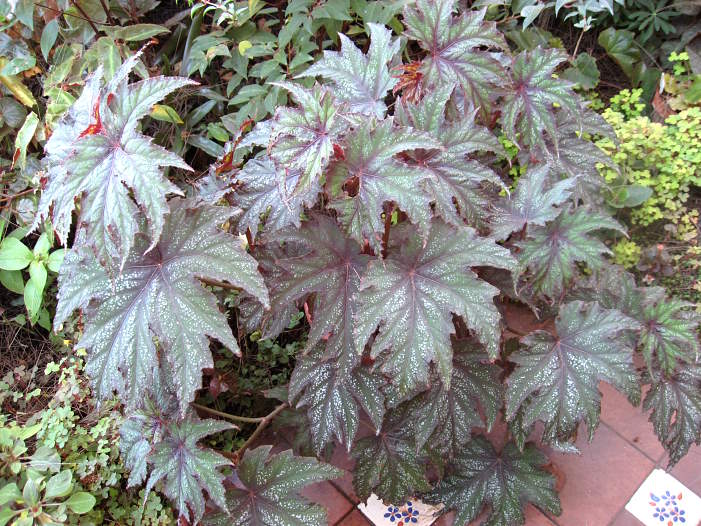 B. ‘Madame Vanderwilt’